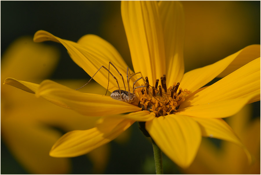 Topinambur (Helianthus tuberosus)