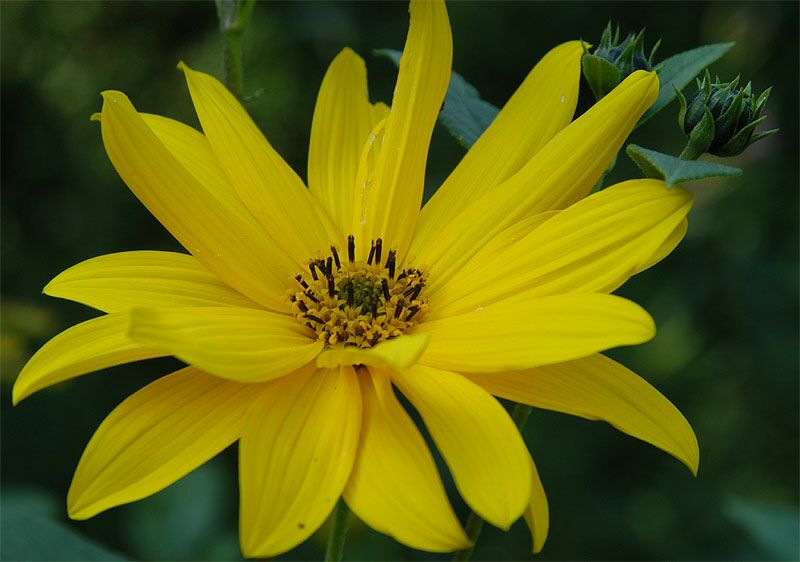 Topinambur (Helianthus tuberosus)