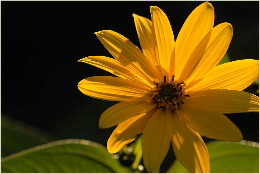 Topinambur (Helianthus tuberosus)