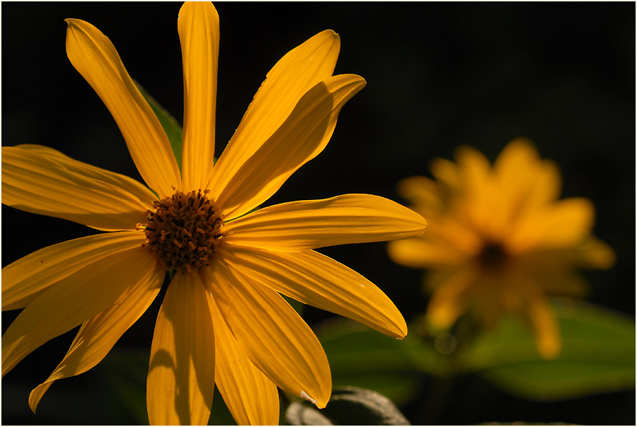 Topinambur (Helianthus tuberosus)