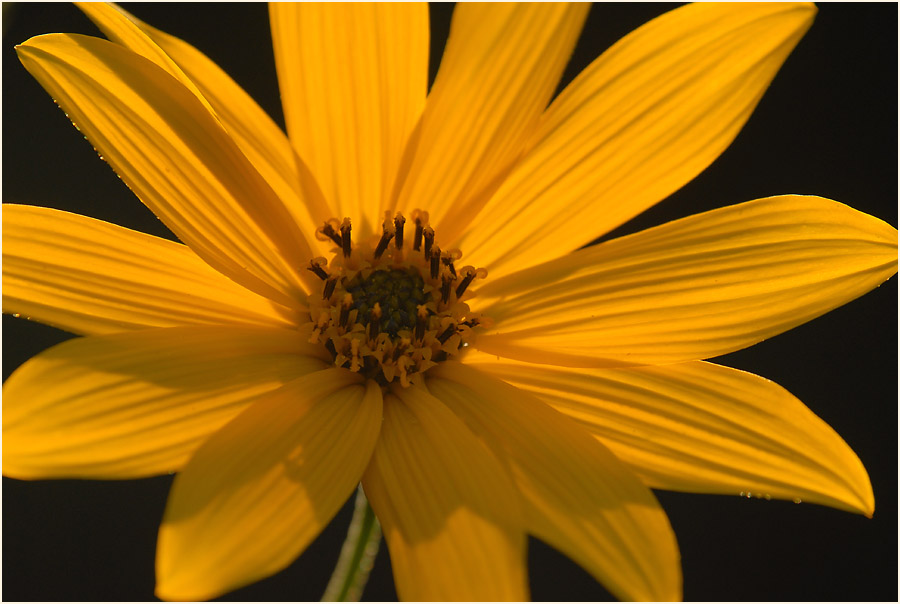 Topinambur (Helianthus tuberosus)