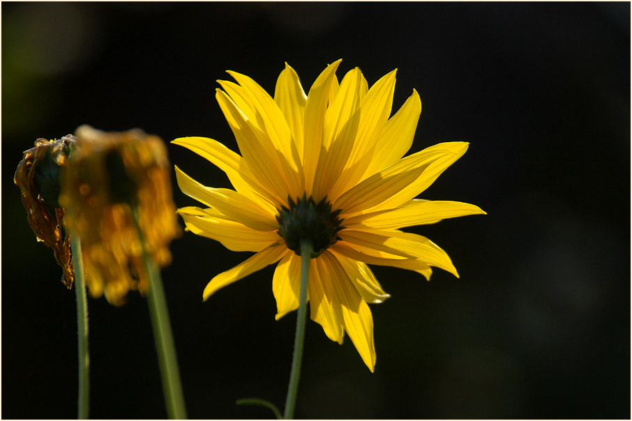 Topinambur (Helianthus tuberosus)