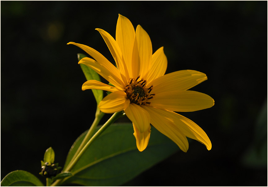 Topinambur (Helianthus tuberosus)