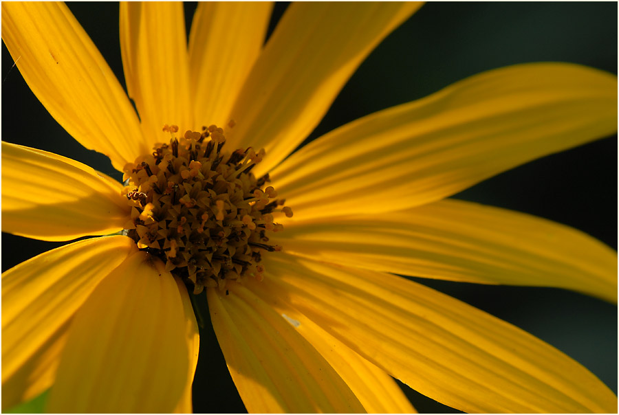 Topinambur (Helianthus tuberosus)