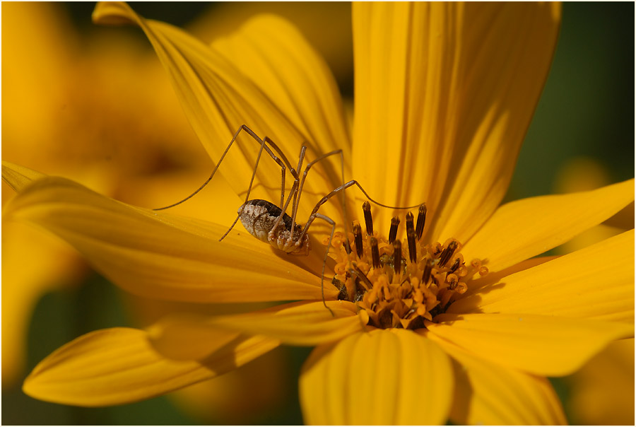 Topinambur (Helianthus tuberosus)