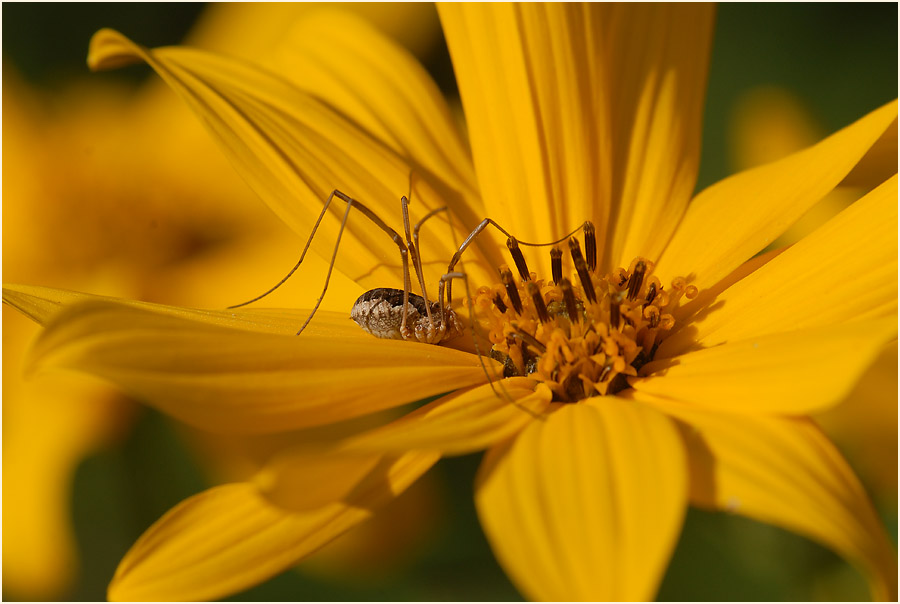 Topinambur (Helianthus tuberosus)