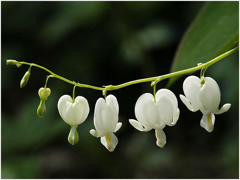 Tränendes Herz (Dicentra spectabilis)