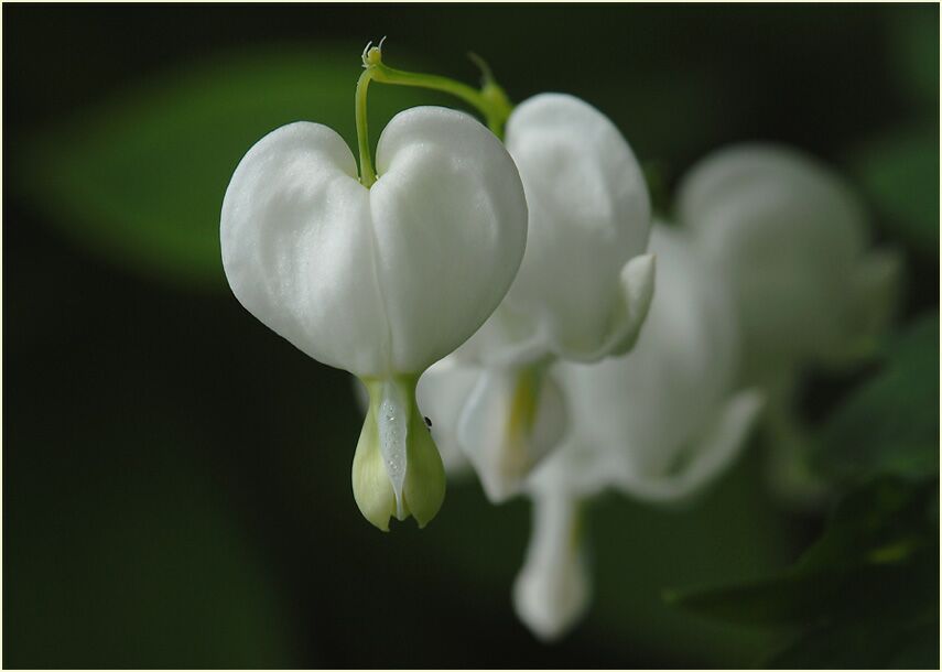 Tränendes Herz (Dicentra spectabilis)