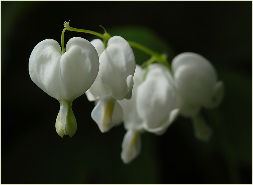 Tränendes Herz (Dicentra spectabilis)