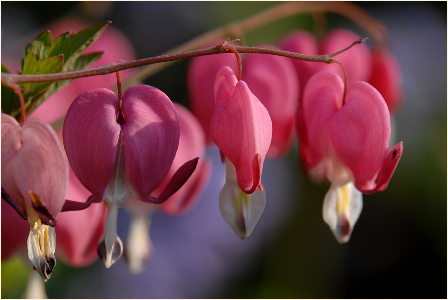 Tränendes Herz (Dicentra spectabilis)