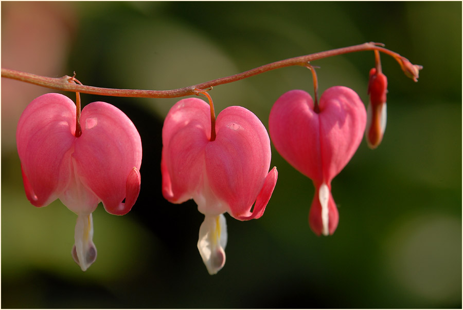 Tränendes Herz (Dicentra spectabilis)