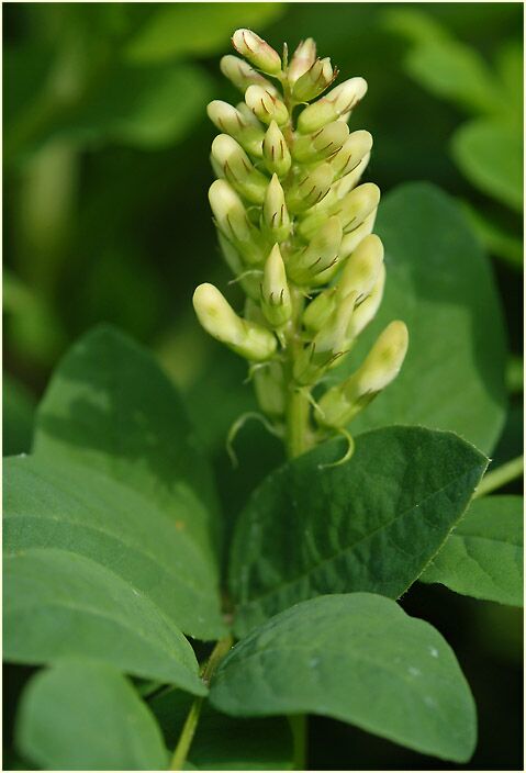 Bärenschote (Astragalus glycyphyllos)