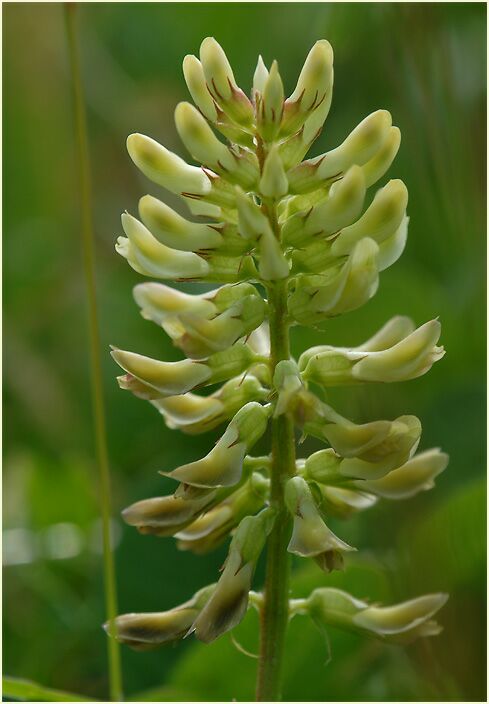 Bärenschote (Astragalus glycyphyllos)