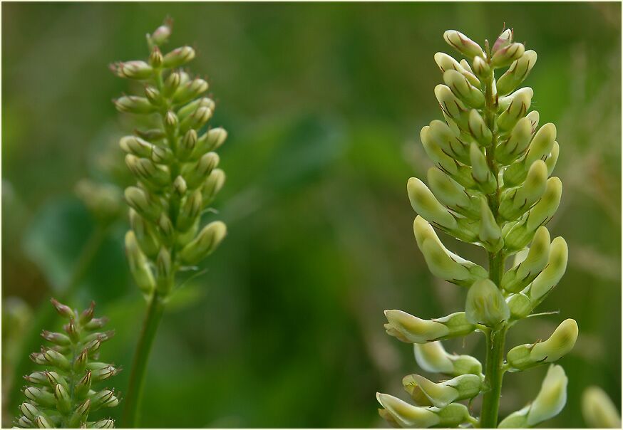 Bärenschote (Astragalus glycyphyllos)