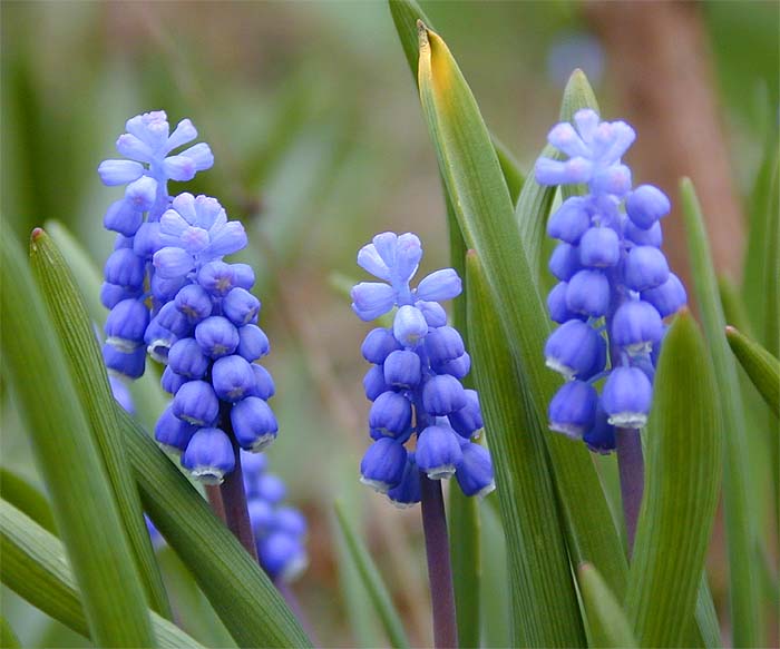 Traubenhyazinthe (Muscari)