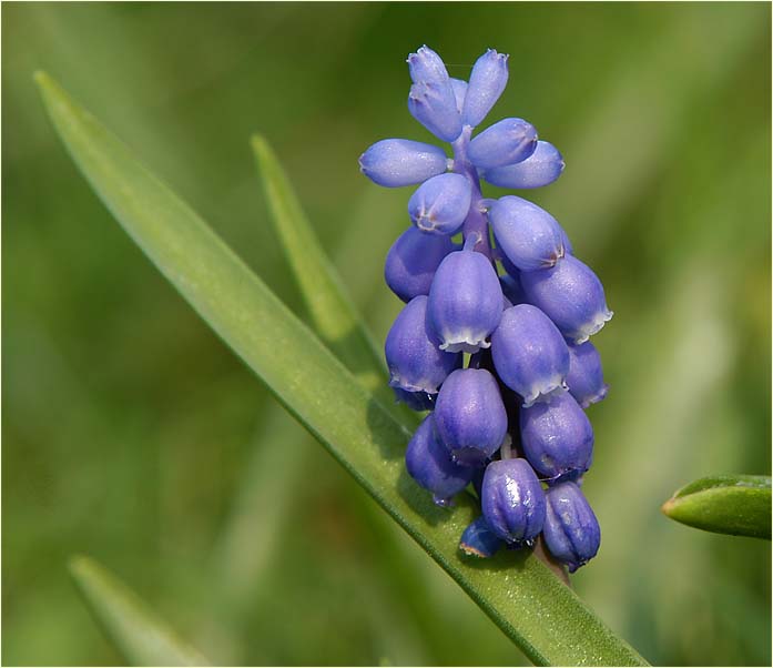 Traubenhyazinthe (Muscari)