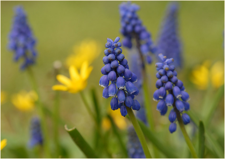 Traubenhyazinthe (Muscari)