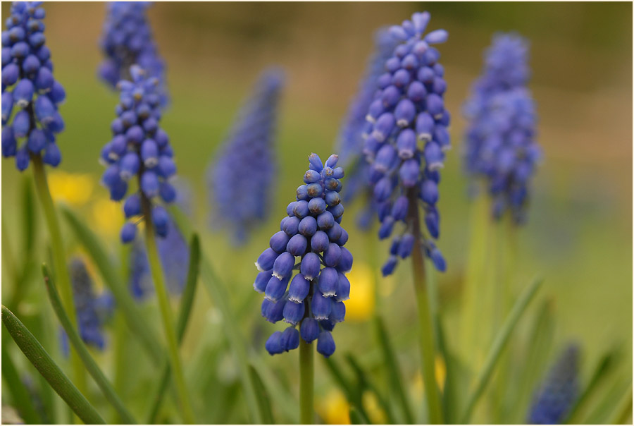 Traubenhyazinthe (Muscari)