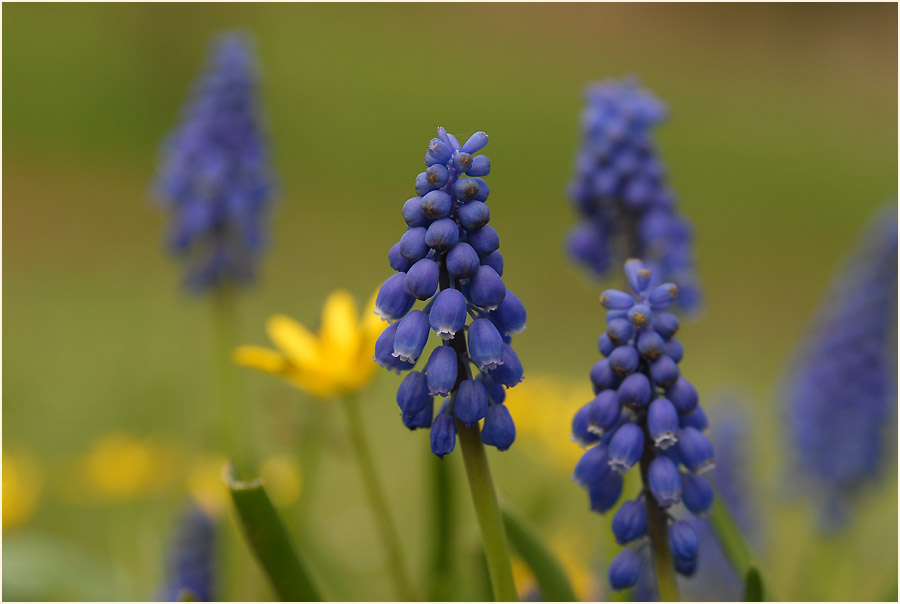 Traubenhyazinthe (Muscari)