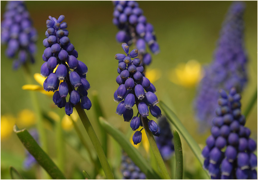 Traubenhyazinthe (Muscari)