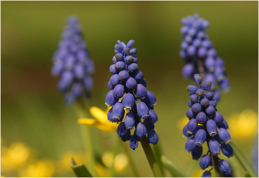 Traubenhyazinthe (Muscari)