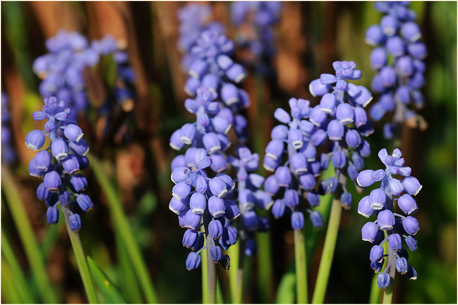 Traubenhyazinthe (Muscari)