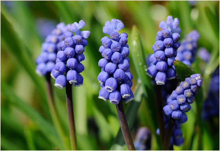 Traubenhyazinthe (Muscari)