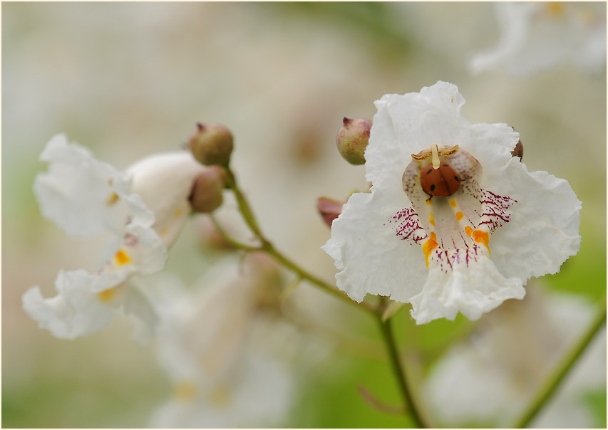 Trompetenbaum (Catalpa bignonioides)