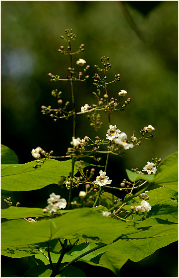 Halsbandsittich im Trompetenbaum (Catalpa bignonioides)