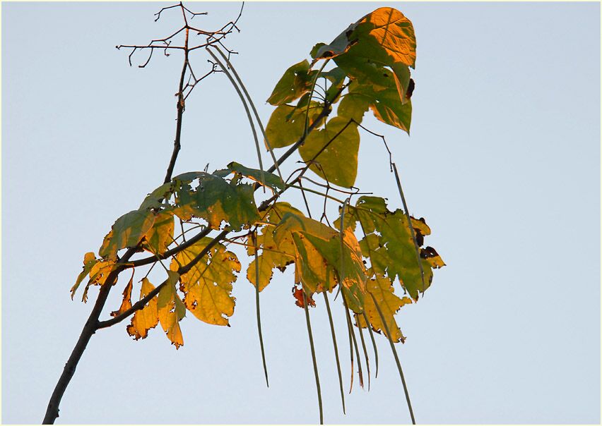 Trompetenbaum (Catalpa bignonioides)