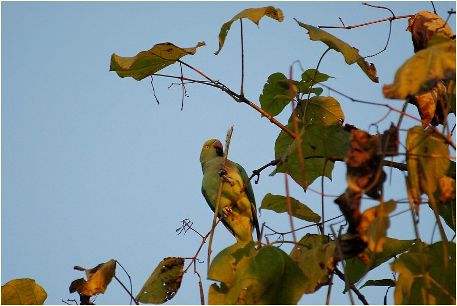 Trompetenbaum (Catalpa bignonioides)