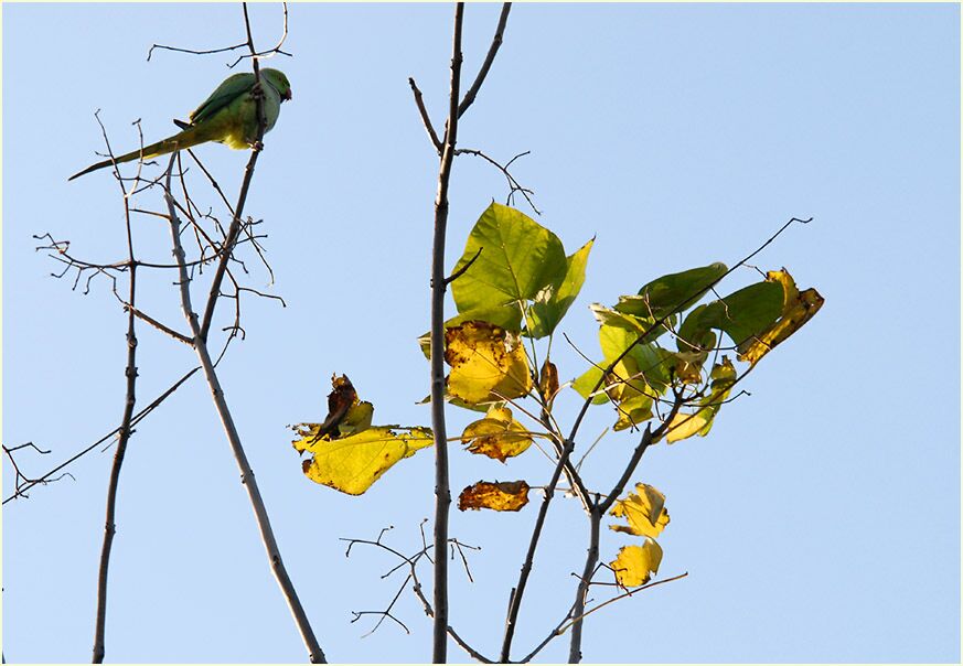 Trompetenbaum (Catalpa bignonioides)