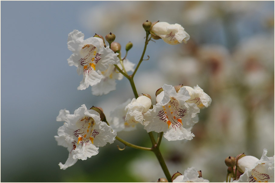 Trompetenbaum (Catalpa bignonioides)