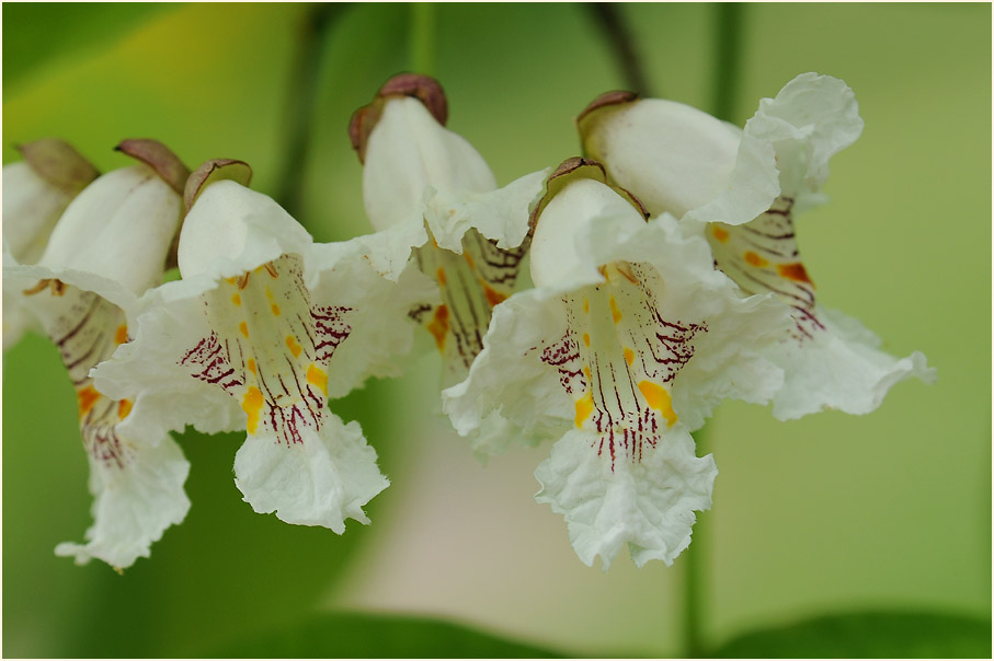 Trompetenbaum (Catalpa bignonioides)