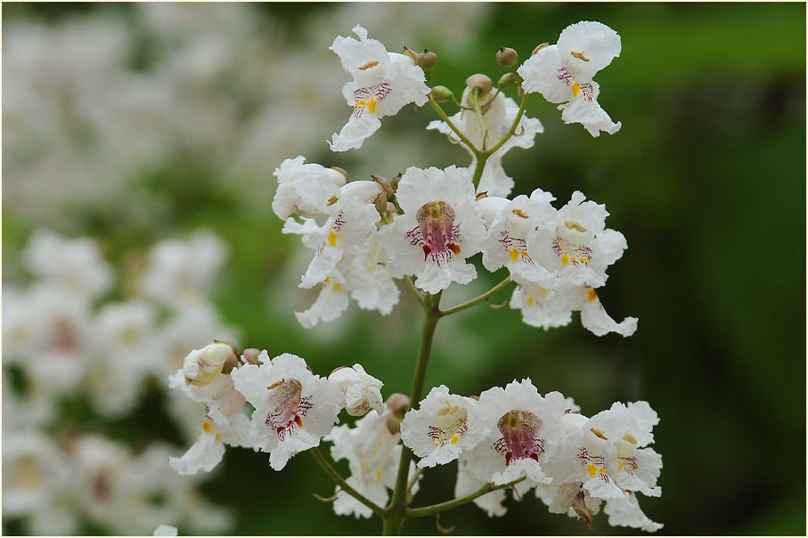 Trompetenbaum (Catalpa bignonioides)