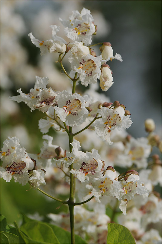 Trompetenbaum (Catalpa bignonioides)