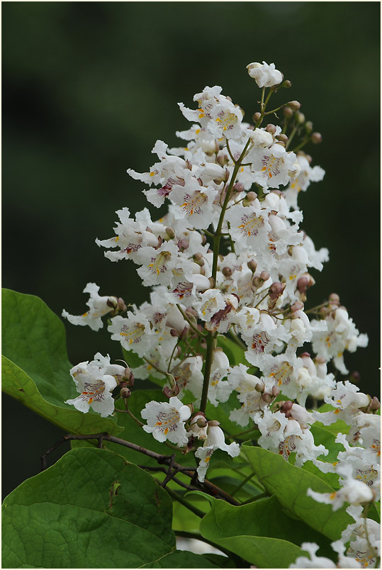 Trompetenbaum (Catalpa bignonioides)