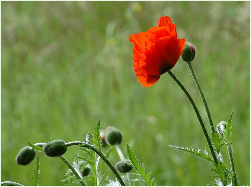 Türken-Mohn (Papaver orientale)