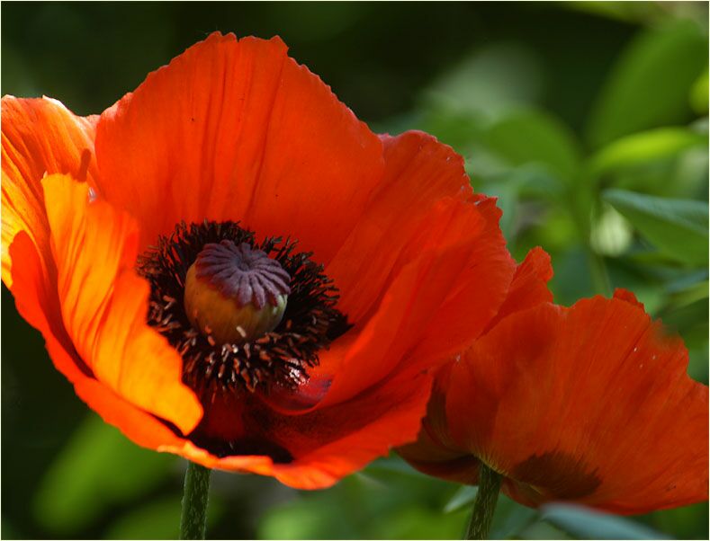 Türken-Mohn (Papaver orientale)