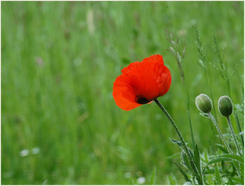 Türken-Mohn (Papaver orientale)