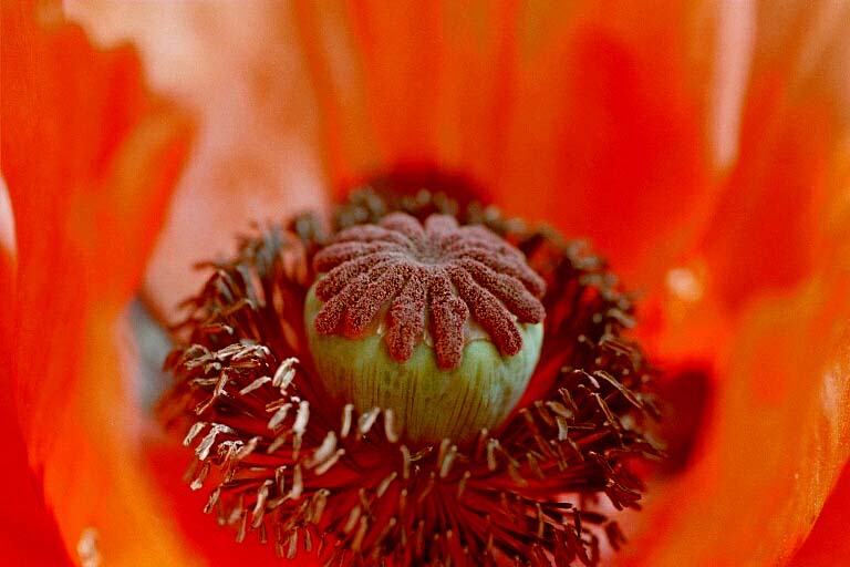 Türken-Mohn (Papaver orientale)