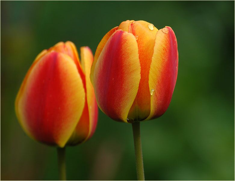 Tulpe (Tulipa)