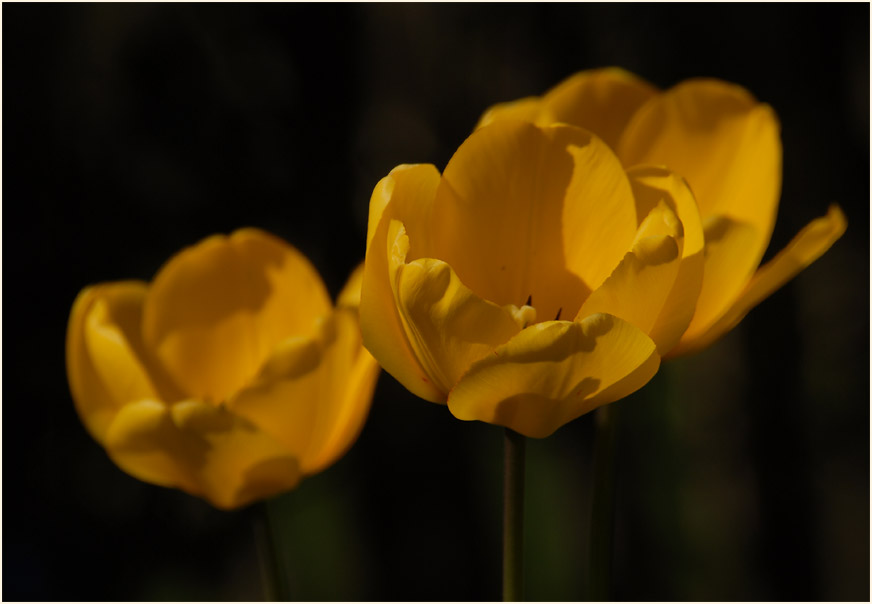 Tulpe (Tulipa)