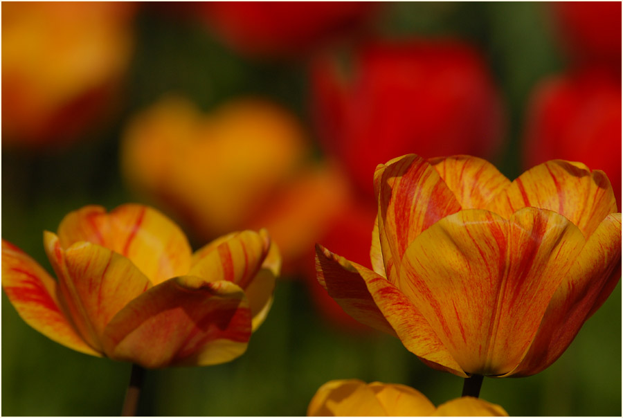 Tulpe (Tulipa)