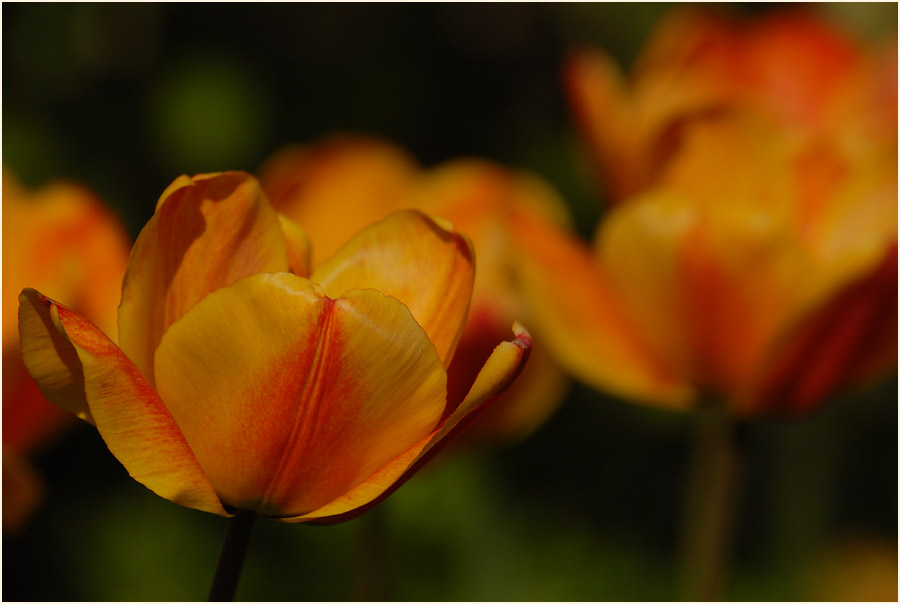 Tulpe (Tulipa)