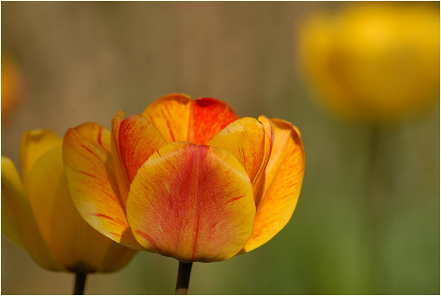 Tulpe (Tulipa)