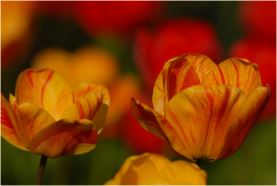 Tulpe (Tulipa)