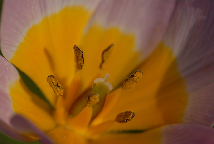 Tulpe (Tulipa)