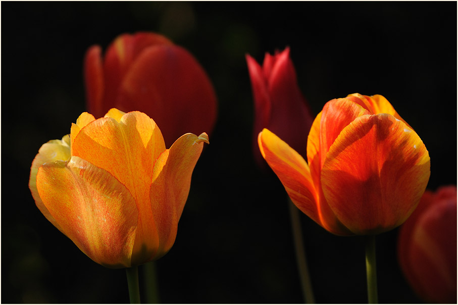 Tulpe (Tulipa)