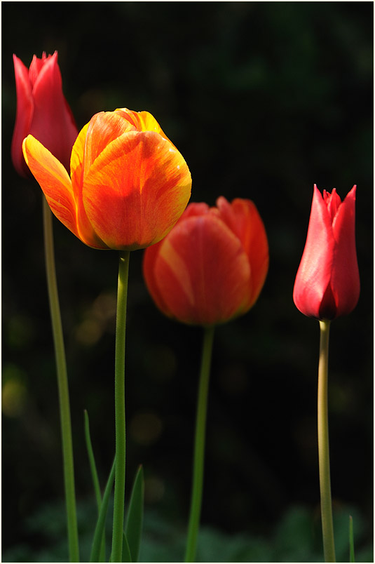 Tulpe (Tulipa)